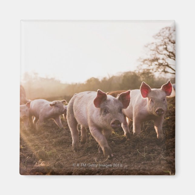 Smågrisar i Barnyard Magnet (Framsidan)