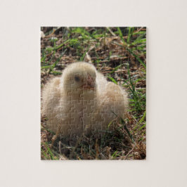småkyckling, chick, gård pussel