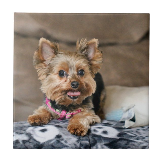 Smal dynamo kakelplatta (Framsidan)