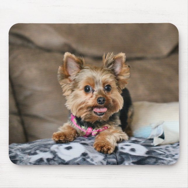 Smal dynamo musmatta (Framsidan)