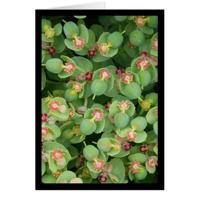 Smal Grönt Flora- Sång av Sol. 2:13 gratulationsko Hälsningskort (Framsidan)