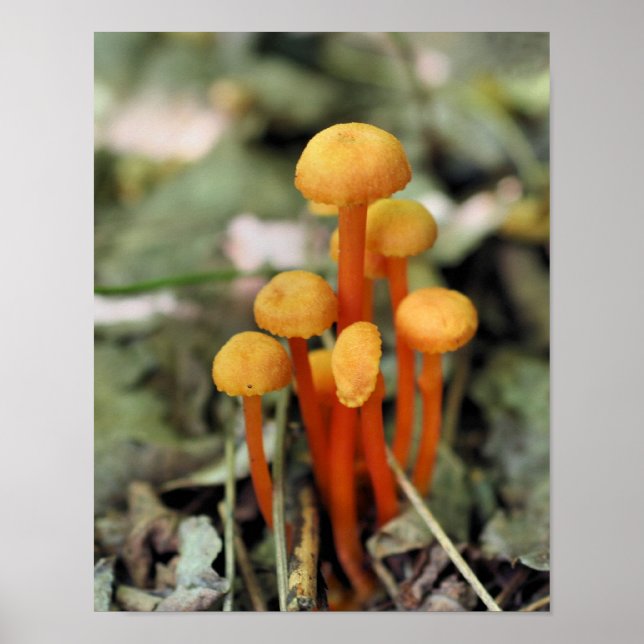 Smal Orange Svampar Natur Poster (Framsidan)