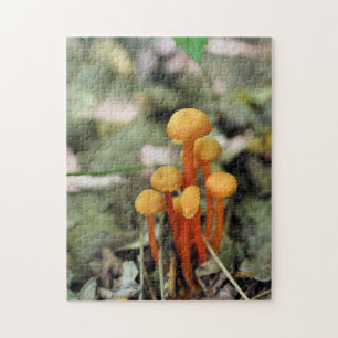 Smal Orange Vild Svampar Natur Pussel