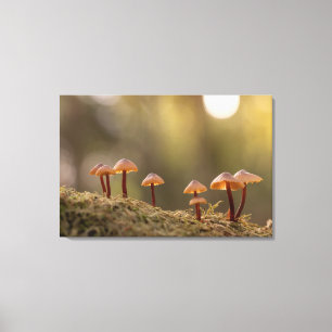 Smal svampar Natur Foto Canvastryck
