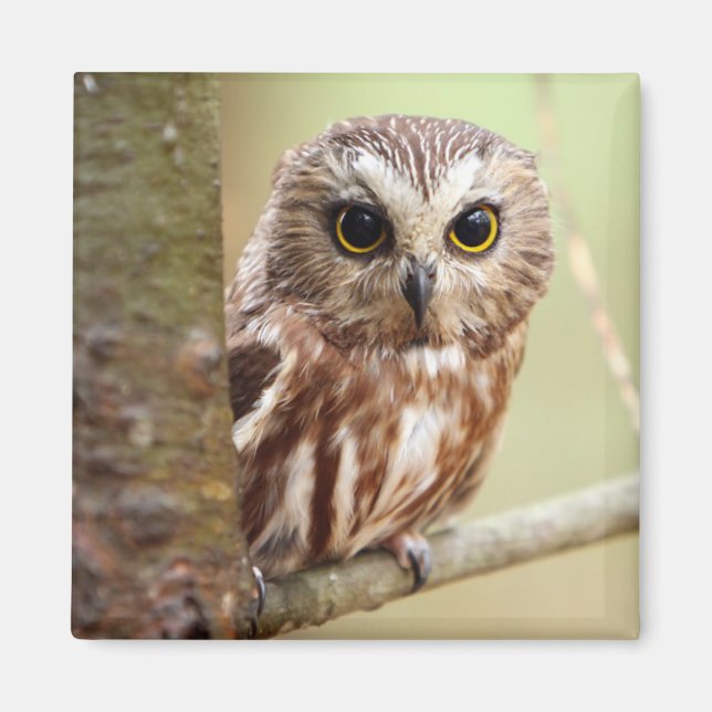 Small Baby Uggla | Ontarios Magnet (Framsidan)