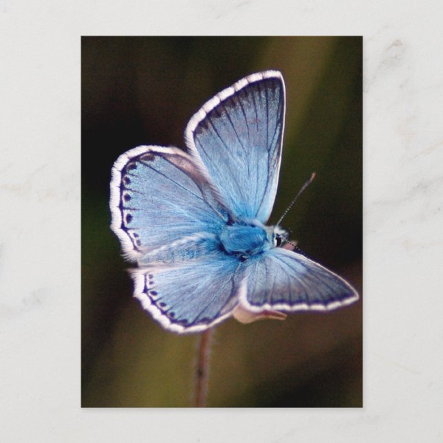 Small Blue Butterfly-vykort Vykort (Framsida)