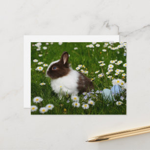 Small Brown and White Bunny i Flowers Vykort