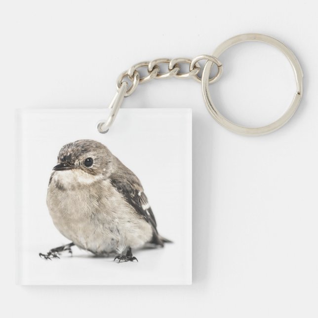 Small Brown Garden Bird Photo (Baksidan)