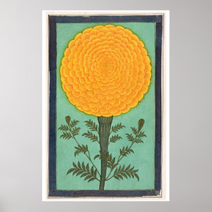 Small Clive Album   Marigold Poster