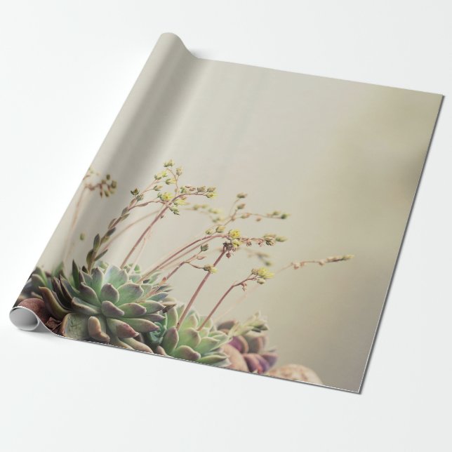 SMALL GARDEN SUCCULENT PRESENTPAPPER (Utrullad)