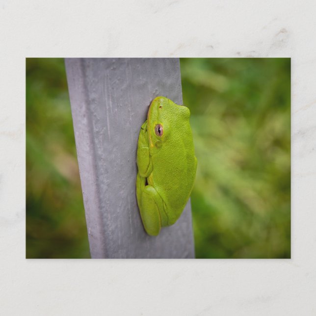 Small green tree frog clings to a metal rail. vykort (Framsida)