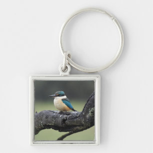 Small Kookaburra Bird Fyrkantig Silverfärgad Nyckelring