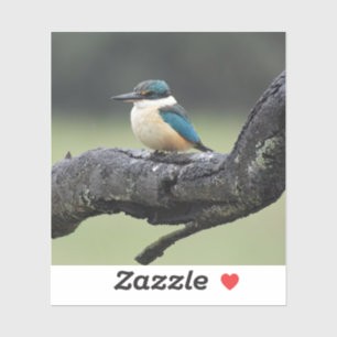 Small Kookaburra Bird Klistermärken