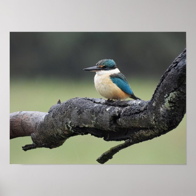 Small Kookaburra Bird Poster (Framsidan)