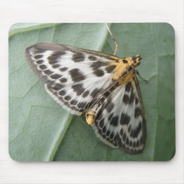 Small Magpie Moth Mousepad Musmatta (Framsidan)