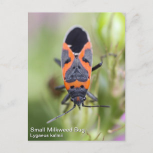 Small Milkweed Kryp Vykort