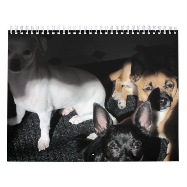 Small Rädding Hundar 12-månaders kalender (Omslag)