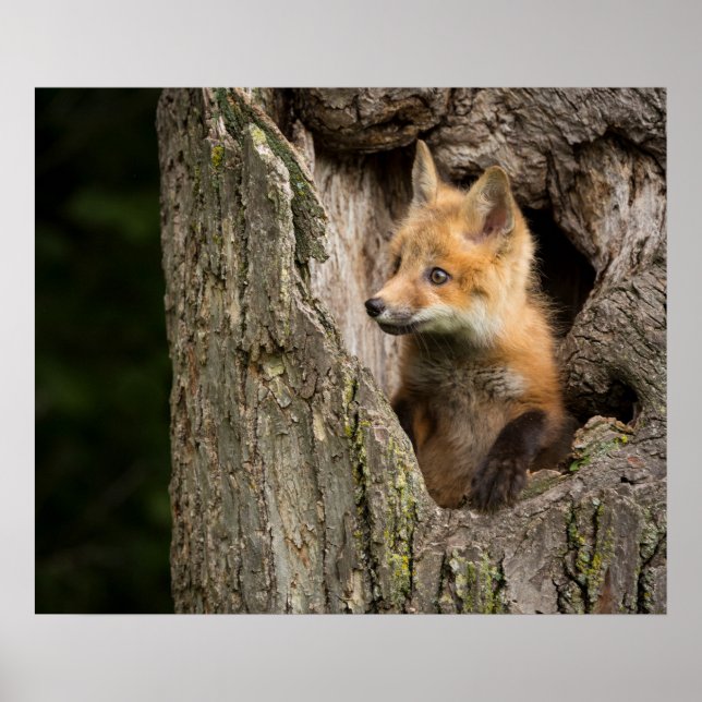 Small Red Fox i en Träd Hollow Poster (Framsidan)