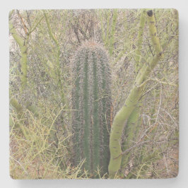 Small Saguaro Cactus,Arizona, underlägg med kvadra