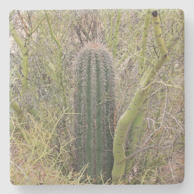 Small Saguaro Cactus,Arizona, underlägg med kvadra (Framsidan)