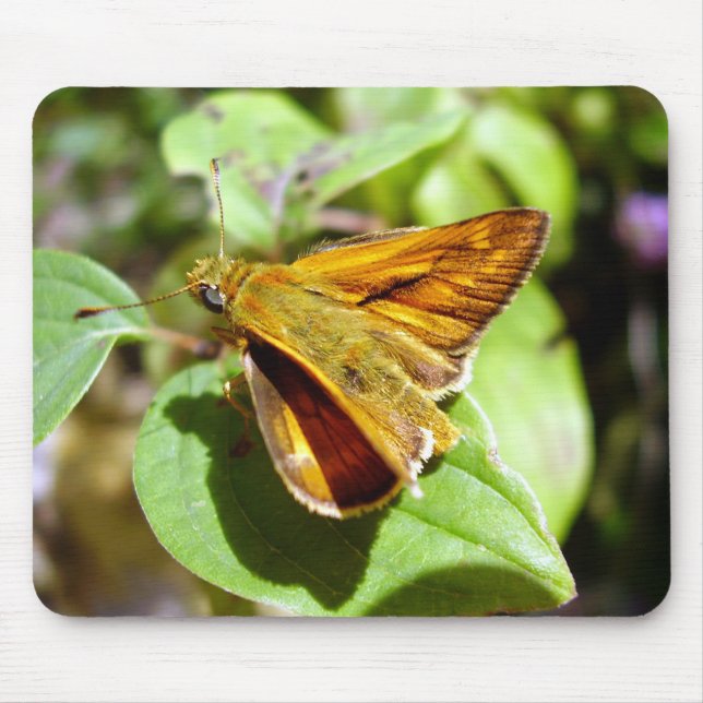Small Skipper Butterfly Musmatta (Framsidan)