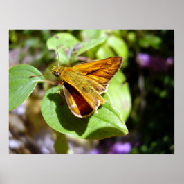Small Skipper Butterfly Poster