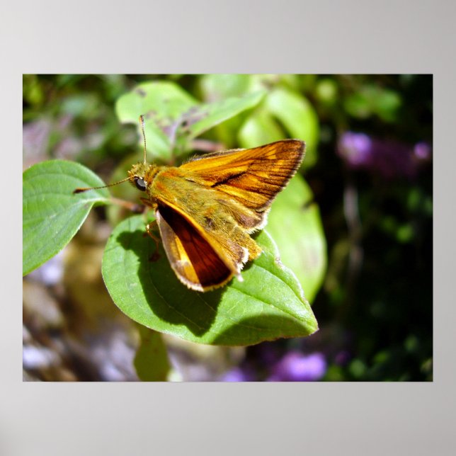 Small Skipper Butterfly Poster (Framsidan)