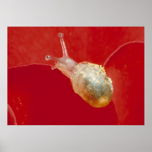 Small snigel poster