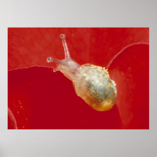 Small snigel poster