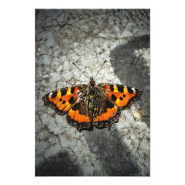 Small Tortoiseshell Butterfly Fototryck