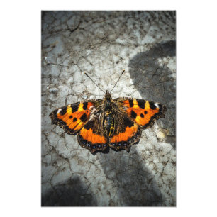 Small Tortoiseshell Butterfly Fototryck