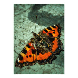 Small Tortoiseshell Butterfly Fototryck