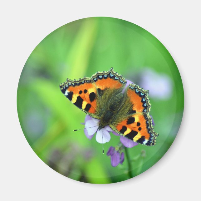 Small Tortoiseshell Butterfly Magnet (Framsidan)