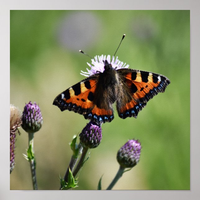 Small Tortoiseshell Butterfly Poster (Framsidan)