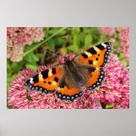 Small Tortoiseshell Butterfly Poster
