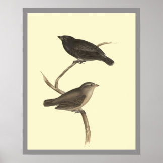 Small Träd Finch Poster