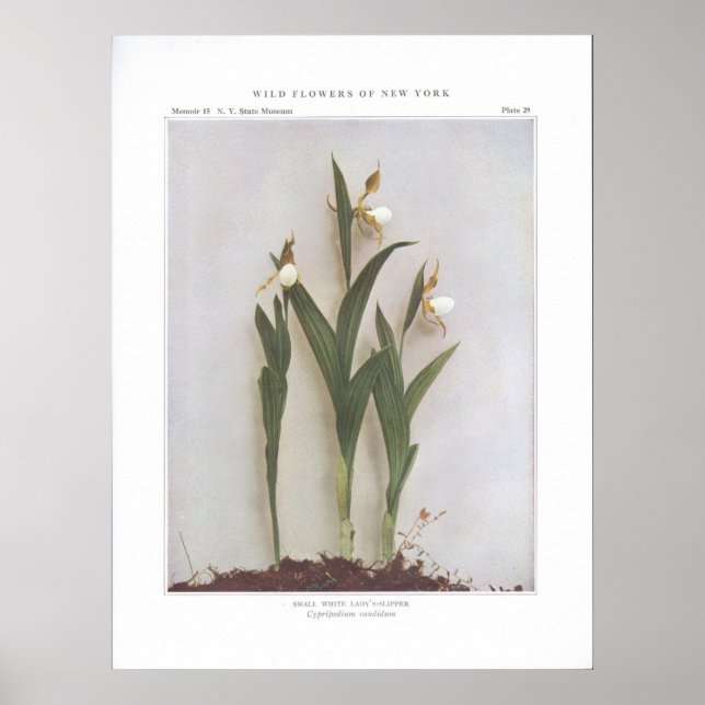 Small White Dam-Slipper - Cypripedium candidum Poster (Framsidan)
