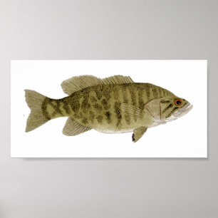 Smallmouth Bass Art Poster