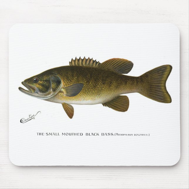 Smallmouth bass musmatta (Framsidan)