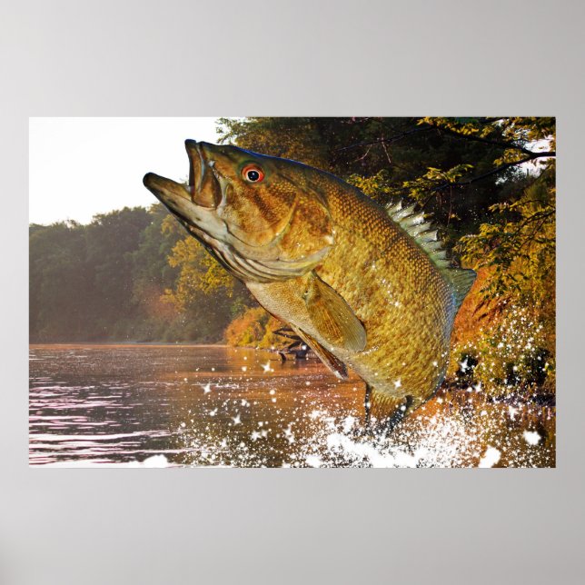 Smallmouth Bass Poster (Framsidan)