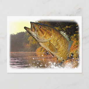Smallmouth Bass Vykort