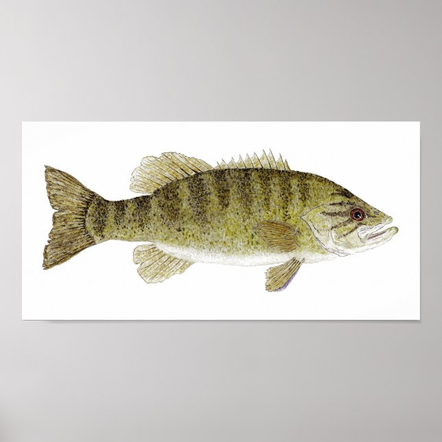 Smallmouth Bass Watercolor Poster (Framsidan)