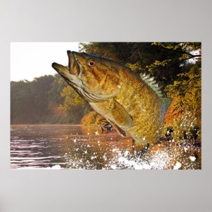Smallmouthbas Poster