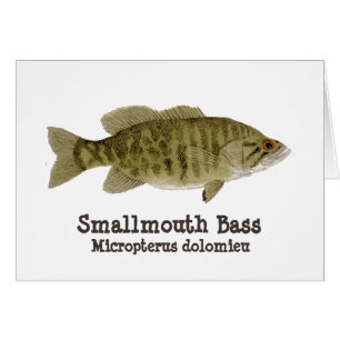 Smallmouthbaskort Hälsningskort