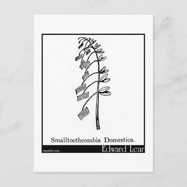 Smalltoothcombia Domestica. Vykort (Framsida)