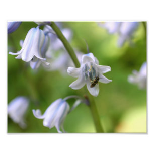 Smalt bi på blåringblomma 10 x 8 fototryck