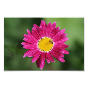 Smalt bi på målad Daisy Fototryck
