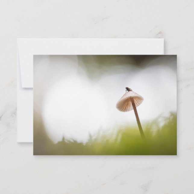 Smalt Mushroom-fotokort (Framsida)