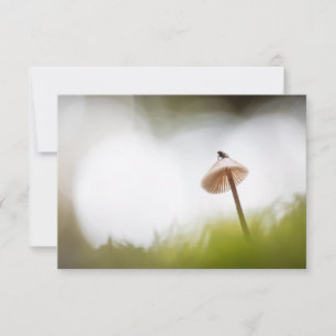 Smalt Mushroom-fotokort