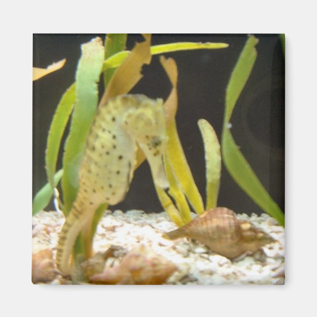 Smältande sjöhäst - magnet (Framsidan)